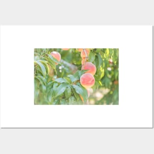 Ripe Summer Peaches in an Okanagan Orchard Posters and Art